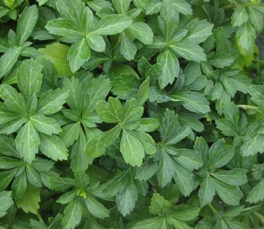 Pachysandra terminalis - Japanese Spurge