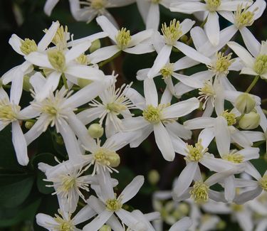 Clematis terniflora (paniculata)