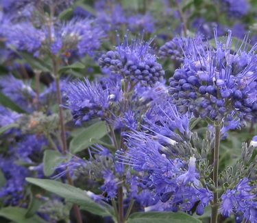 Caryopteris x clandonensis 'Dark Knight' - Bluebeard