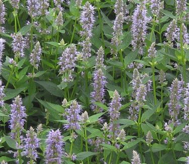 Agastache x 'Blue Fortune'