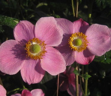 Anemone x 'September Charm'