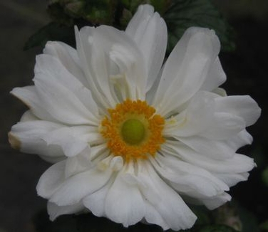 Anemone x 'Whirlwind' ('Wirlbelwind')