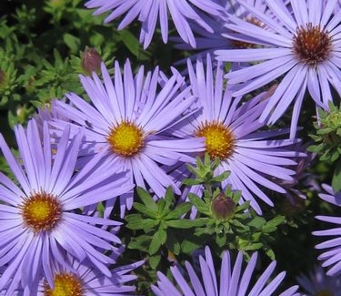 Aster oblongifolius 'October Skies'