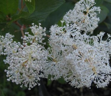 Ceanothus americanus