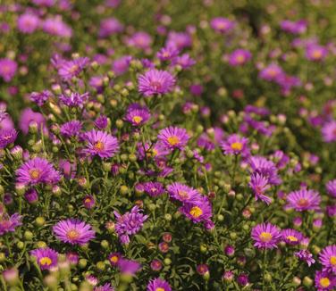 Aster Wood's Purple