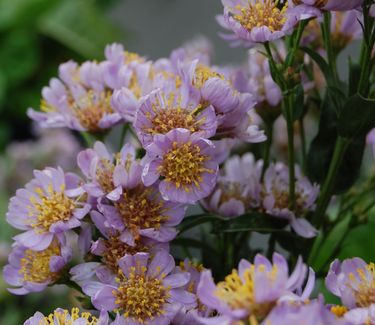 Aster tataricus 'Jin-dai'