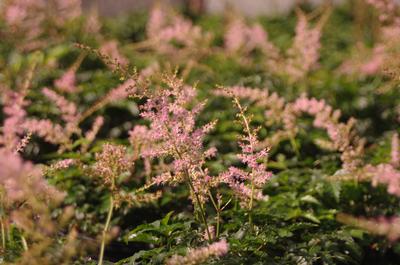 Astilbe simplicifolia Hennie Graafland