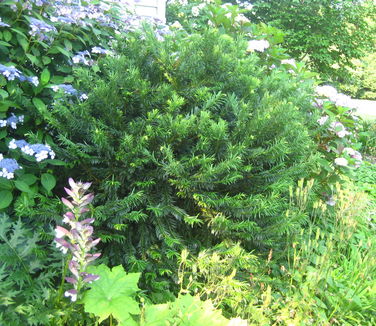 Cephalotaxus harringtonia 'Duke Gardens' @ The Scott Arboretum