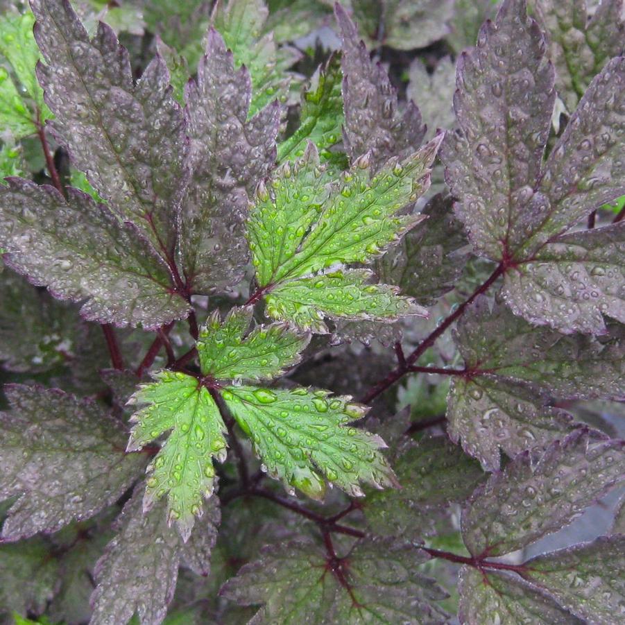 Actaea simplex 'Brunette'