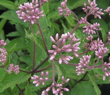 Eupatorium maculatum Gateway