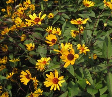 Heliopsis helianthoides 'Summer Nights'