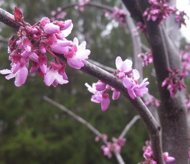 Cercis canadensis 'Forest Pansy'