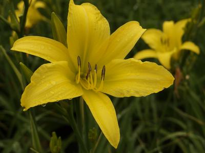 Hemerocallis 'Hyperion'