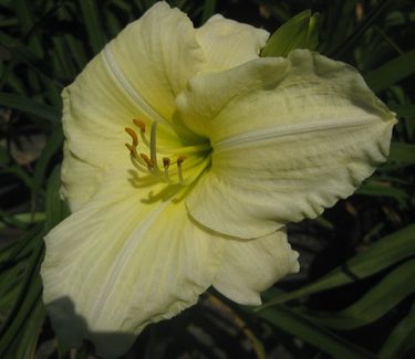 Hemerocallis 'Joan Senior'