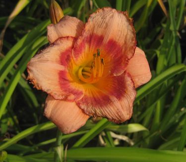 Hemerocallis 'Strawberry Candy'