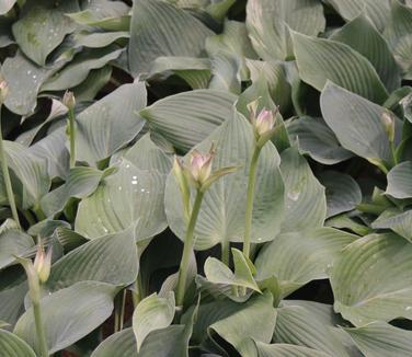 Hosta Blue Angel