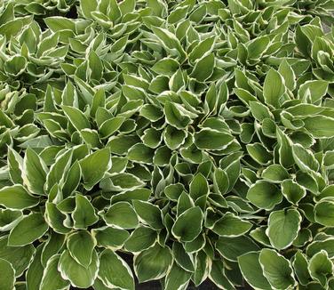 Hosta Francee