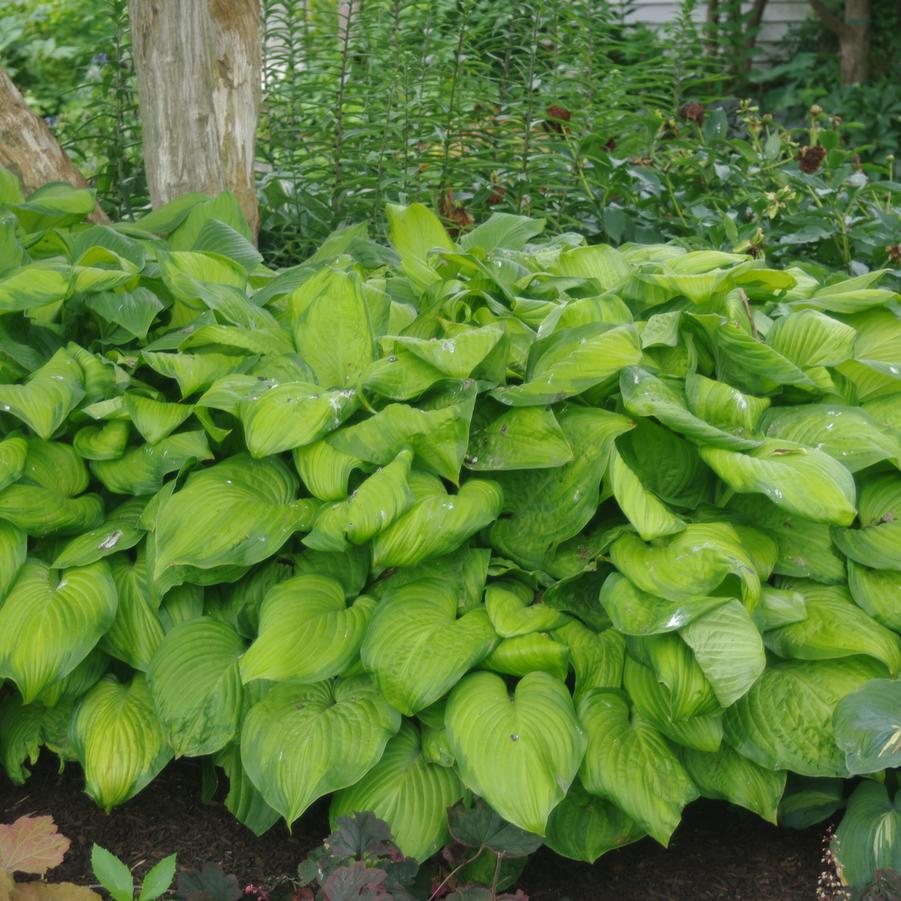 Hosta 'Guacamole'