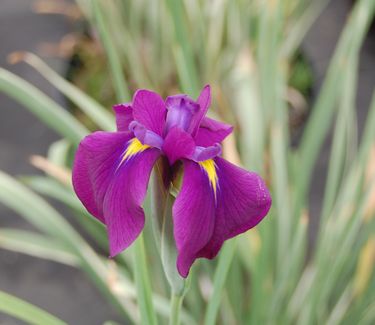 Iris ensata 'Variegata'