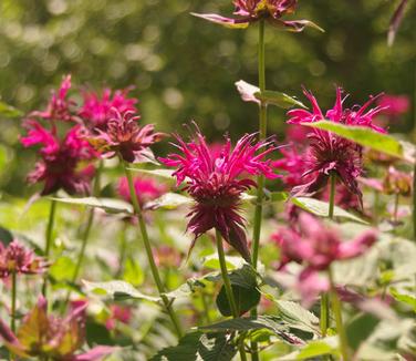 Monarda didyma Raspberry Wine (@ Northcreek)