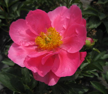 Paeonia Paula Fay