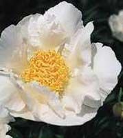 Paeonia Krinkled White - Herbaceous Peony