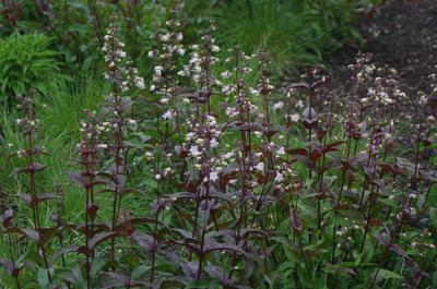 Penstemon digitalis Husker Red (@ Maine Bot Garden)