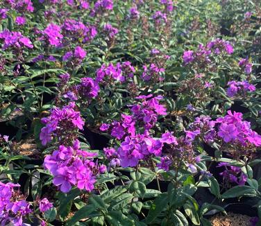 Phlox paniculata Blue Paradise