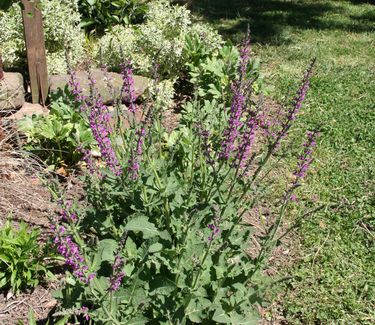 Salvia nemorosa Marcus� ('Haeumanarc')