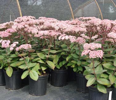 Sedum x Matrona - Showy Stonecrop