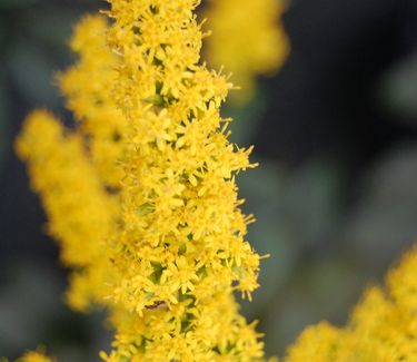 Solidago rugosa 'Fireworks'