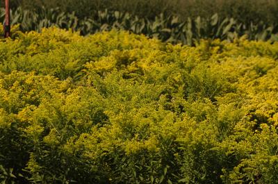 Solidago x 'Little Lemon'