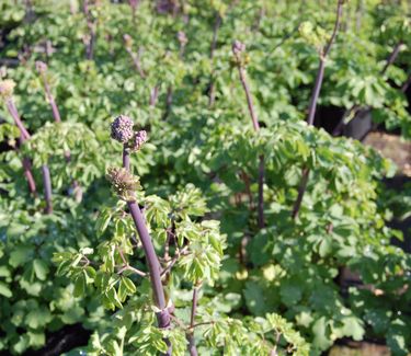 Thalictrum sp. 'Black Stockings' - Meadow Rue