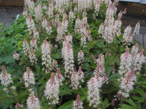 Tiarella x 'Pink Skyrocket'