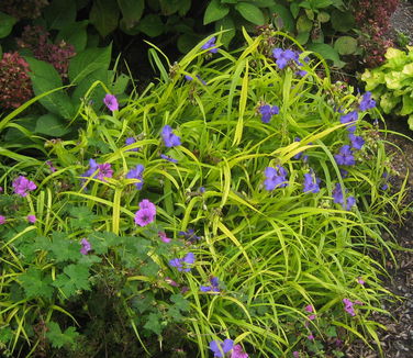 Tradescantia x Sweet Kate - Spiderwort