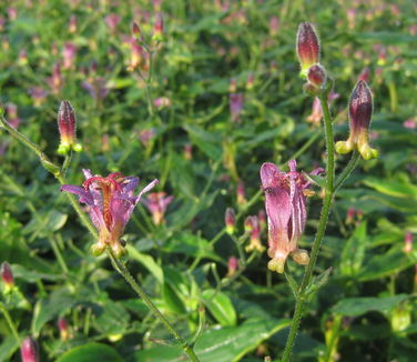 Tricyrtis formosana Samurai - Toadlily