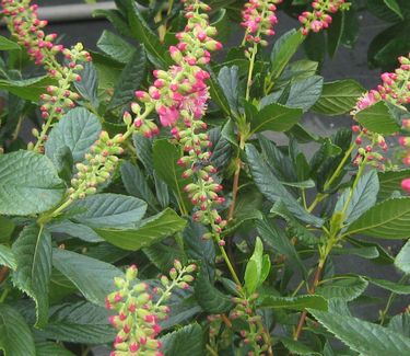 Clethra alnifolia 'Ruby Spice' - Summersweet