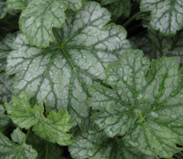 Heuchera x 'Paris'