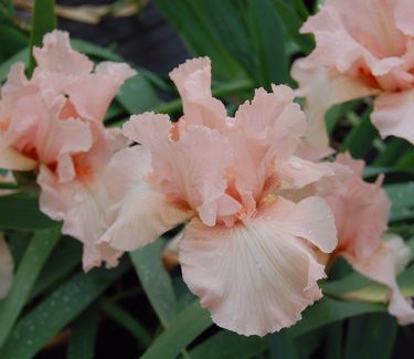 Iris germanica 'Beverly Sills'