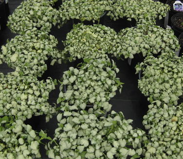 Lamium maculatum White Nancy