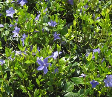 Vinca minor Bowles Variety - Periwinkle