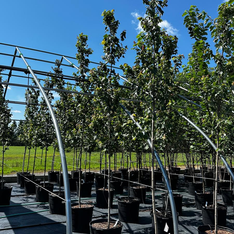 Acer rubrum 'Red Sunset' - Red Maple from Pleasant Run Nursery