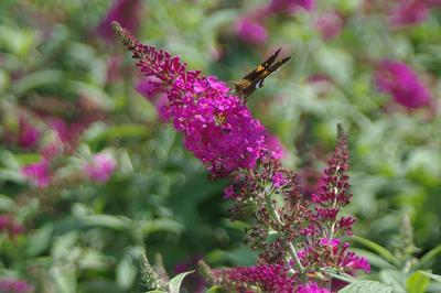 Buddleia davidii 'Miss Ruby'