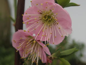 Prunus mume Peggy Clarke - Japanese Apricot