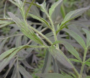 Sambucus nigra Black Lace� ('Eva')