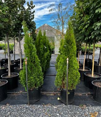 Thuja occidentalis 'Emerald'- Eastern Arborvitae/White Cedar