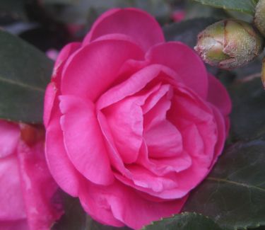 Camellia x 'Winter's Joy'