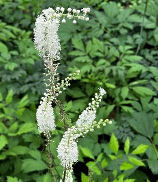 Actaea (Cimicifuga) racemosa