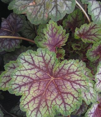 Heuchera americana 'Green Spice' - Alum Root