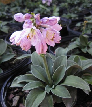 Hosta Blue Mouse Ears